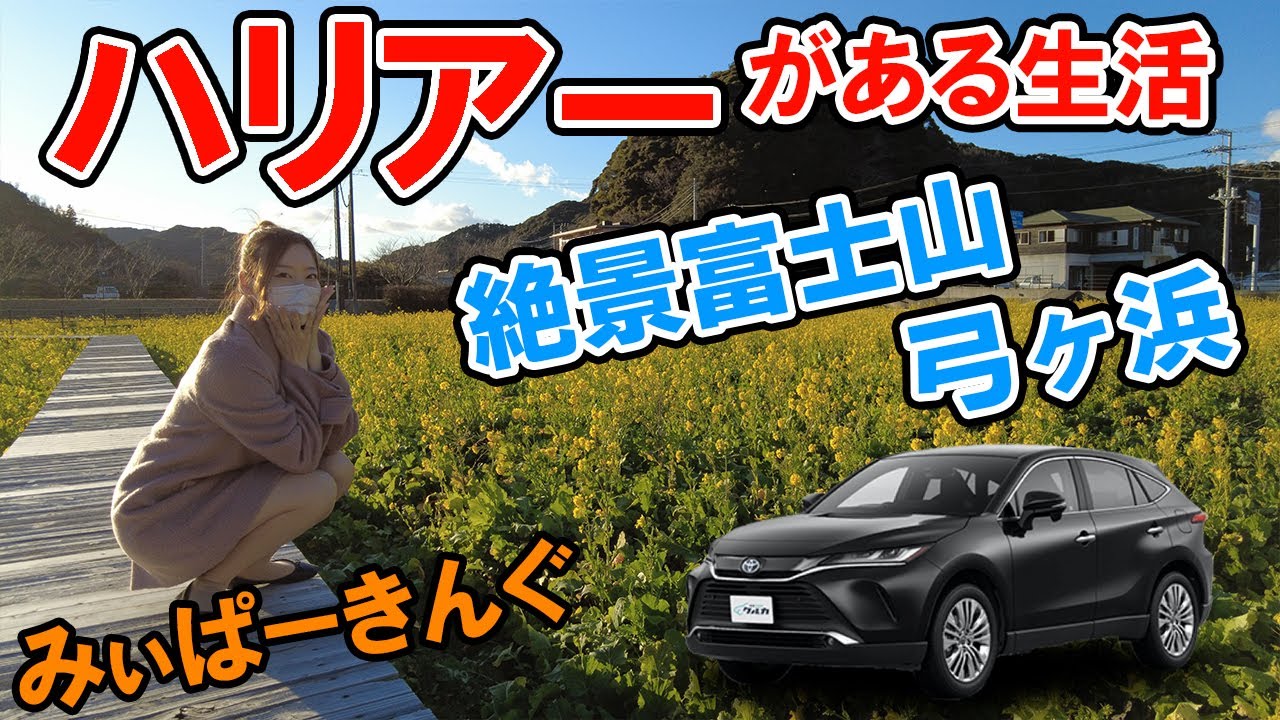 【新型ハリアー】でみぃぱーきんぐが西伊豆スカイラインをドライブ。絶景富士山や菜の花畑、弓ヶ浜を堪能してきました。トヨタ/TOYOTA/HARRIER